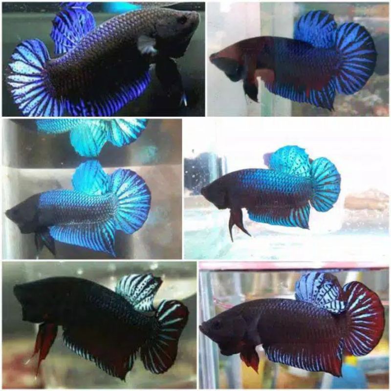 ikan cupang bagan aduan 20 ekor