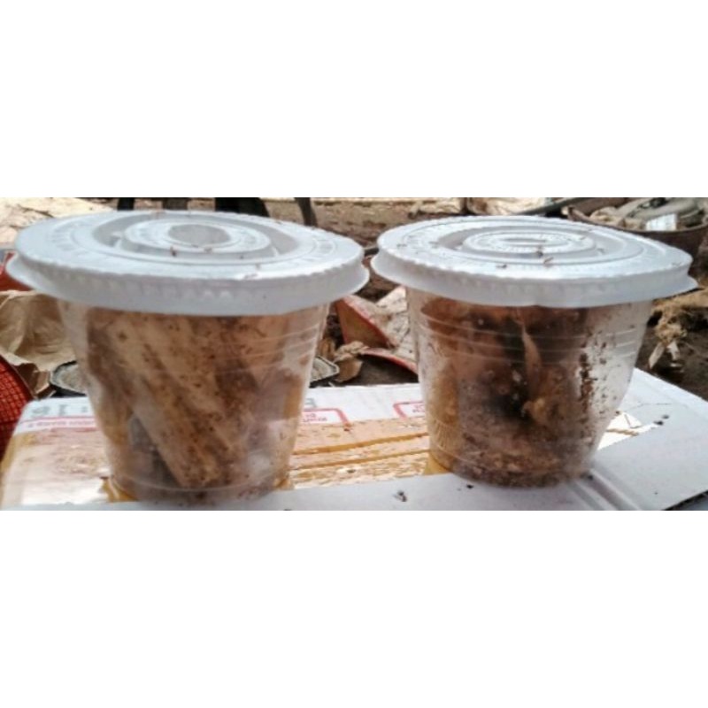 Pua/Warangas/ Poa/Rengas/Rangas/Braja/Sampero