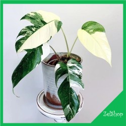 Epipremnum Pinnatum Variegata / Epip Var Putih Mewah