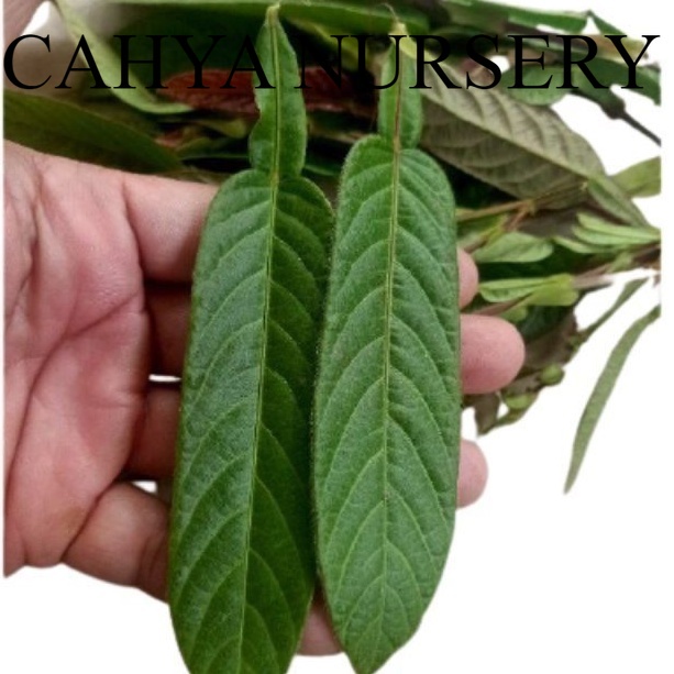 

Ready Daun duduk segar siap petik ke kebun netto 100gram