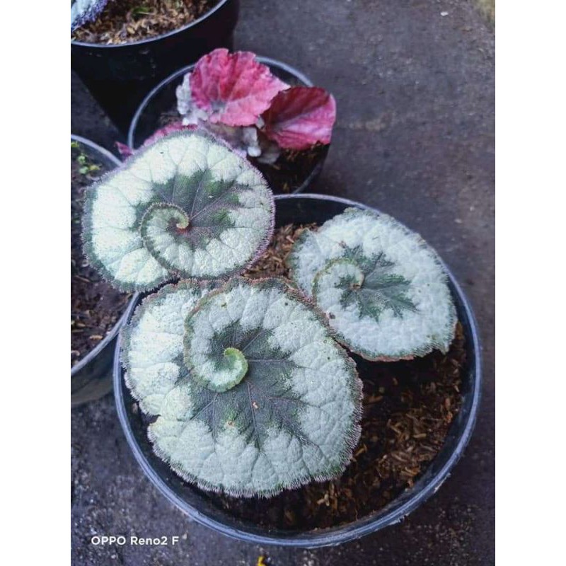 Begonia Keong