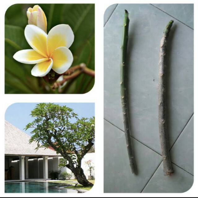 NEW PRODUK Bibit stek kamboja jepun bali-bibit kamboja bali