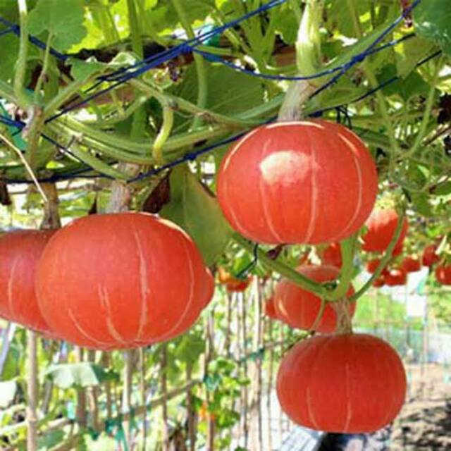 [ Paket Isi 10 Seed ] Benih - Biji Labu Jepang - Labu Orange - Labu Kabocha Jepang