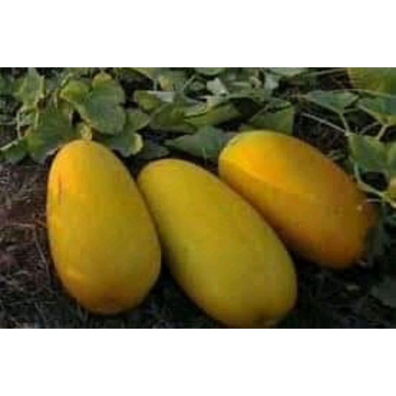 

BUAH TIMUN SURI SEGAR 1 KG