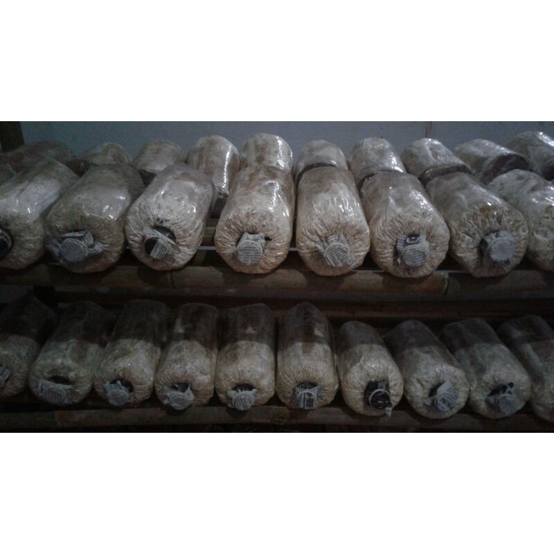 

baglog jamur tiram putih