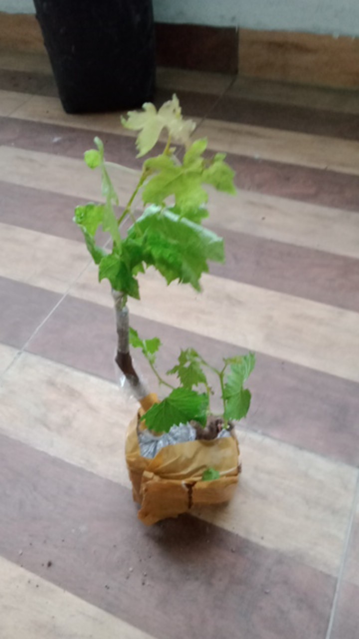 Bibit Anggur Import Ninel (grafting)