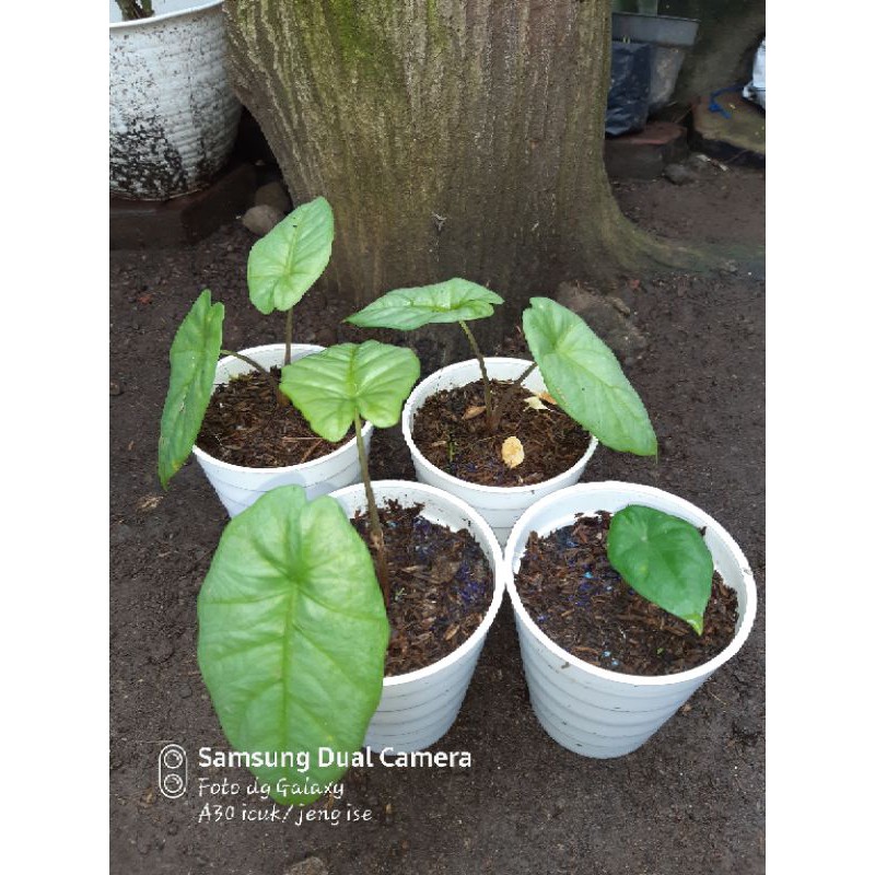 Alocasia CORAZON anakan