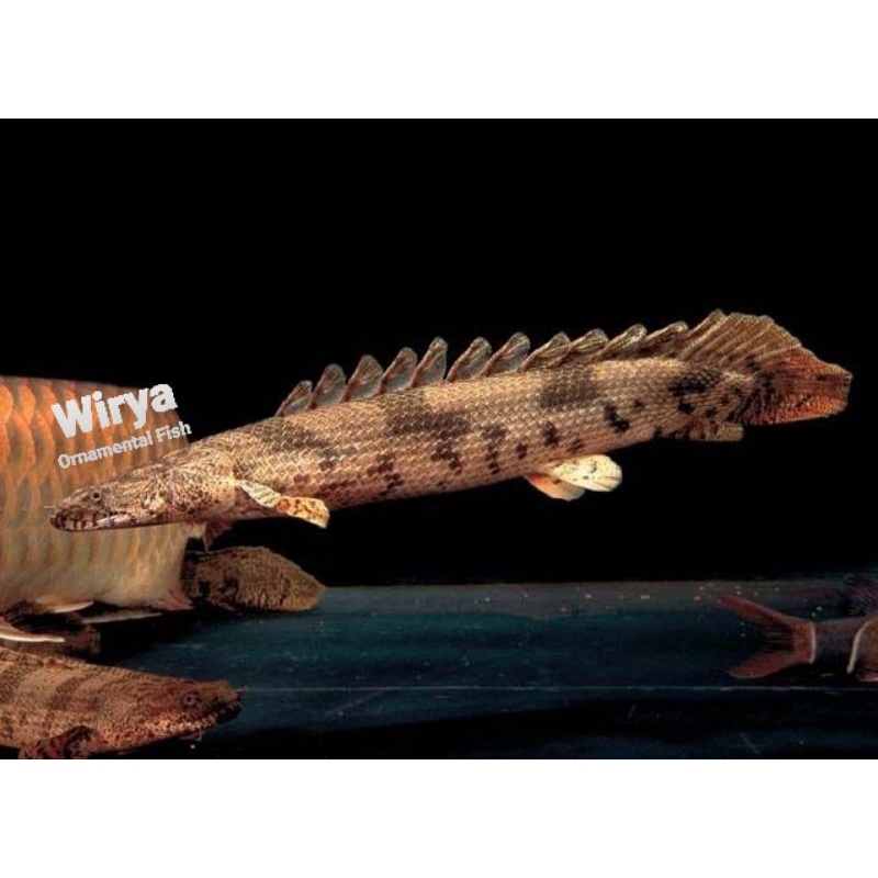 Palmas Endlicheri Big Size