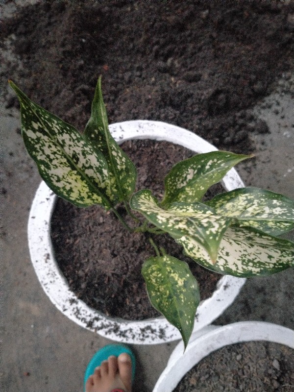 Paket 5 Tanaman Aglonema - Agolaonema - Bunga Aglonema - Paket Aglonema Murah