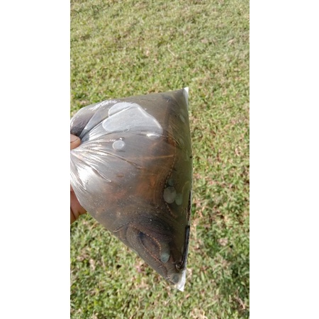 LINTAH HIDUP UNTUK TERAPI