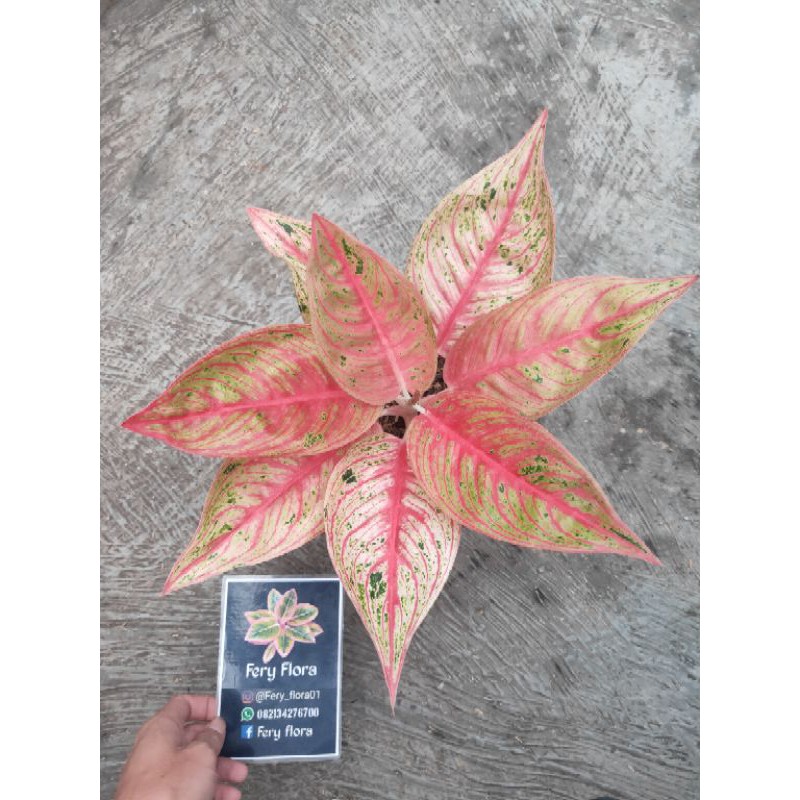 Aglonema Legacy tulang ikan