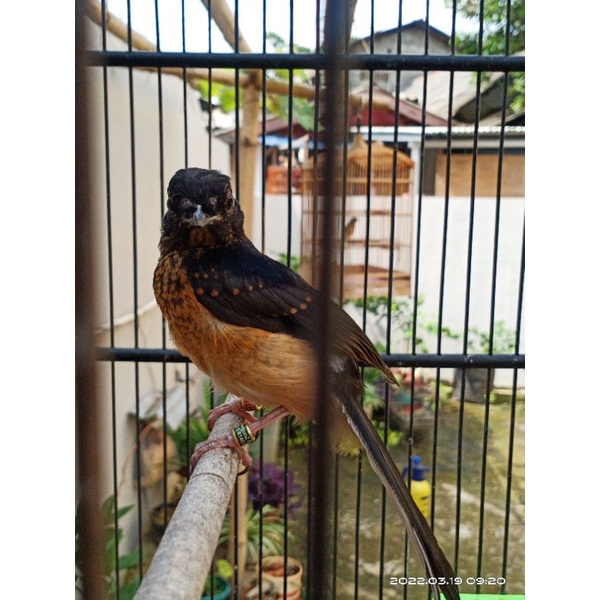 (READY) Murai Batu Bahorok PROMO Jantan Usia 1-3bln loloh induk sudah Makan Voer