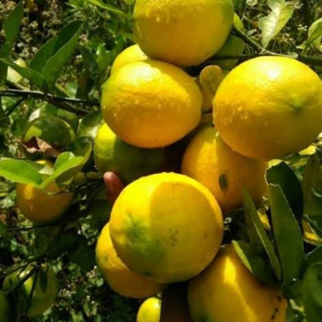 

Bibit Lemon Jumbo