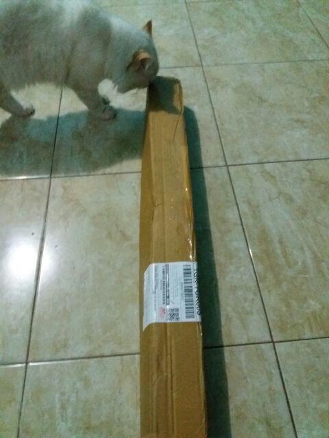 Tanaman Anggur Merah