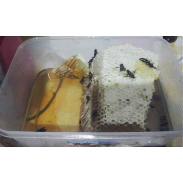 

Madu hutan dan sarang