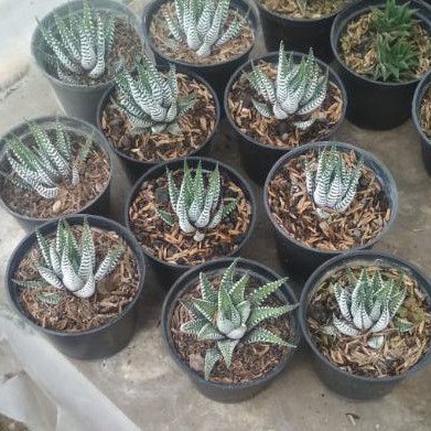 

haourtia zebra