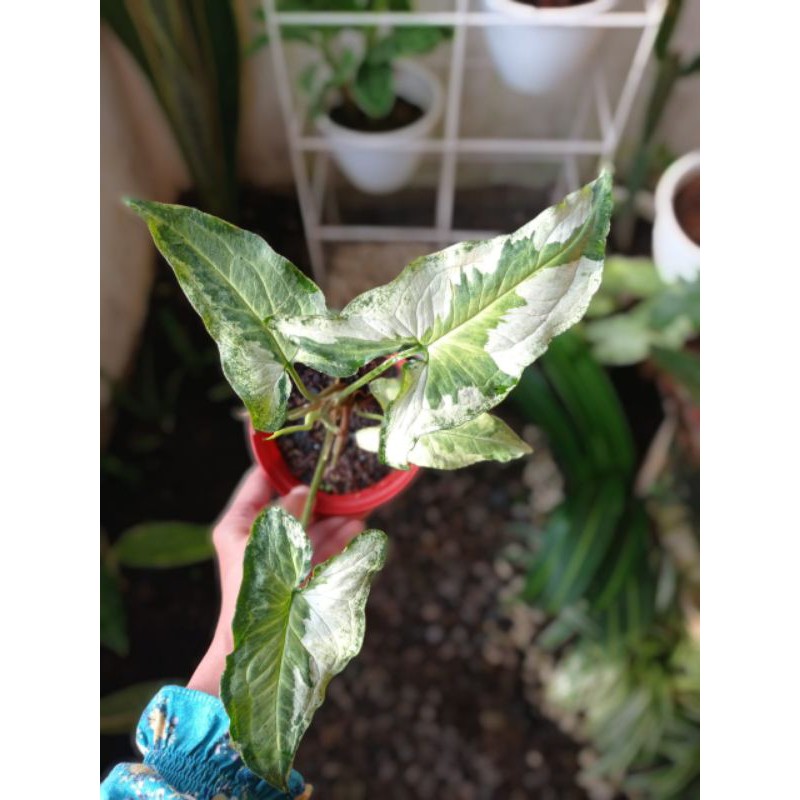 syngonium magic marble (three kings)