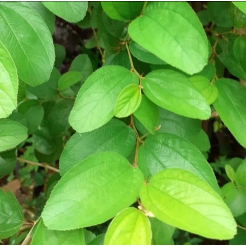 

Daun Bidara