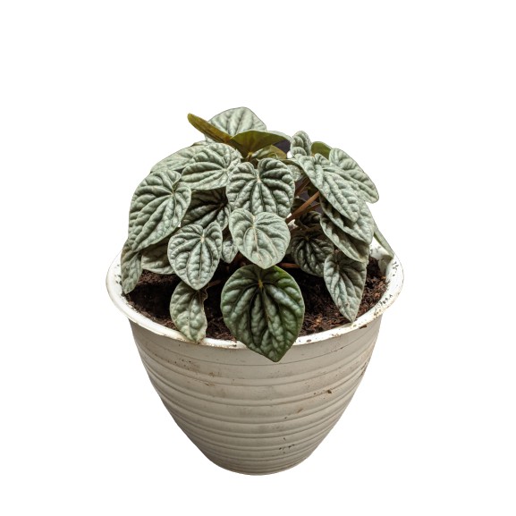 Tanaman Bunga Peperomia Caperata Silver Paperomia SIlver BERGARANSI