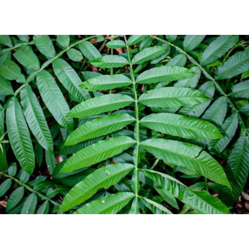 

Daun Sungkai Segar Asli Lampung 500gr (Penambah Kekebalan Tubuh)