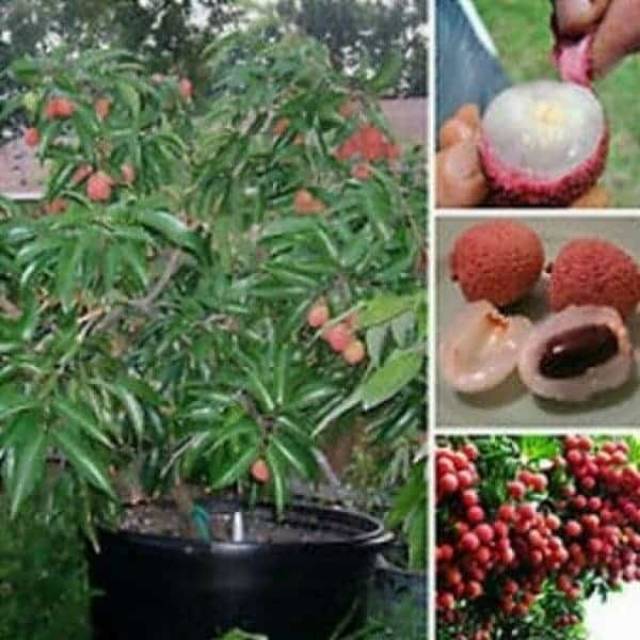 Bibit Buah Leci Merah Super Unggul