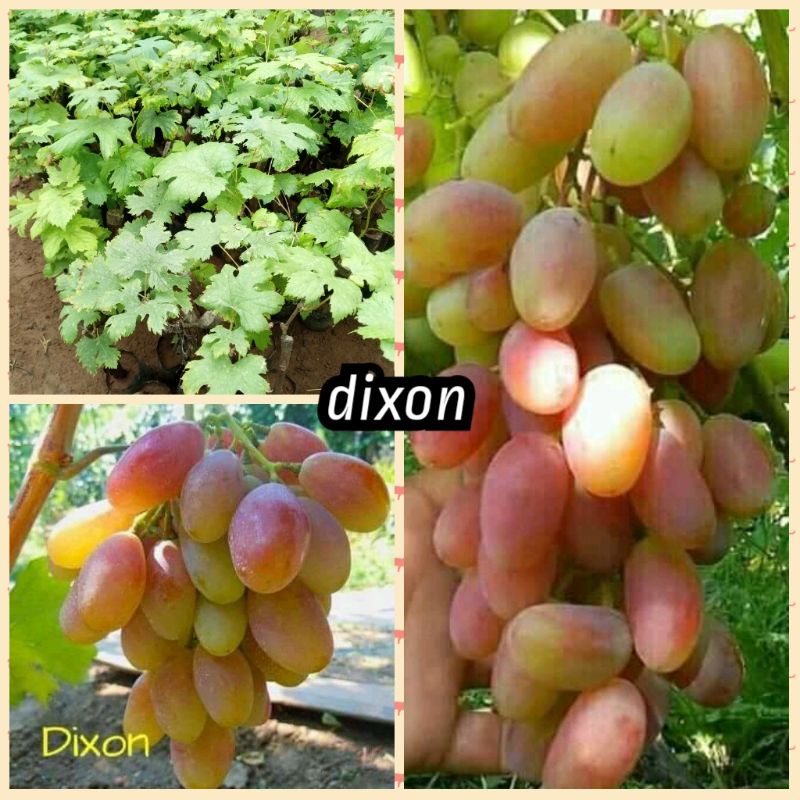 bibit anggur dixon import valid. stek batang asli