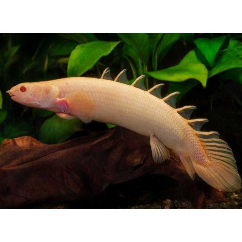 Palmas Albino