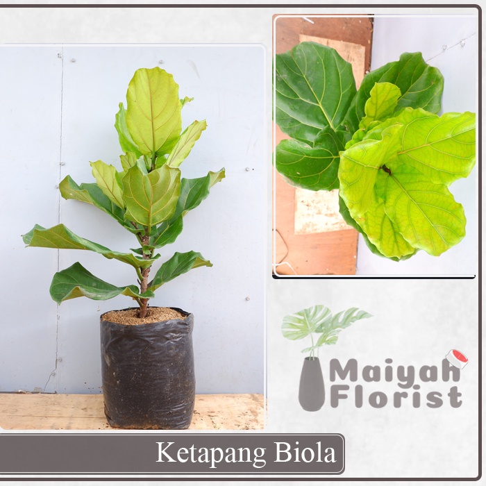 Ketapang Biola - Ficus Lyrata - Tanaman Hias