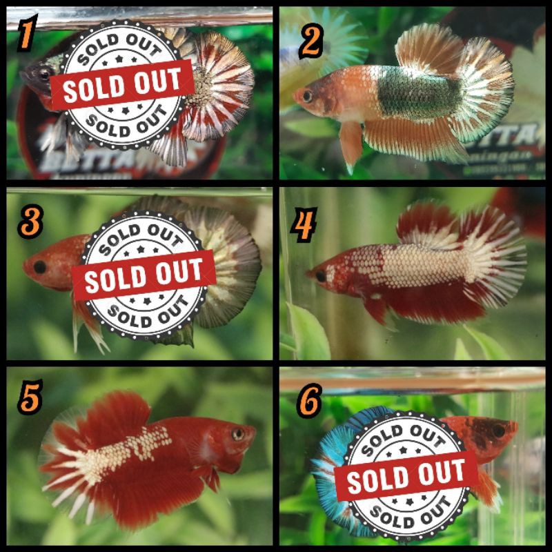 Ikan cupang FCCP grade