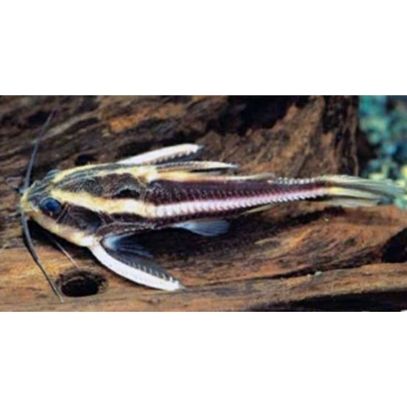 Platydoras