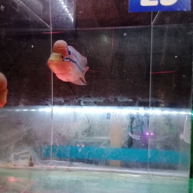 ikan lohan srd 23 uk 08-10cm (3jari)