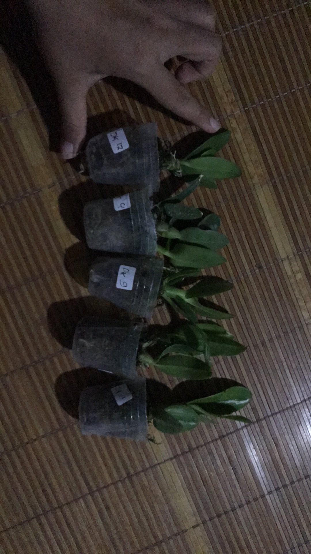 Bibit Anggrek Dendro - Seedling Hybrid Dendrobium Melintir - Keriting