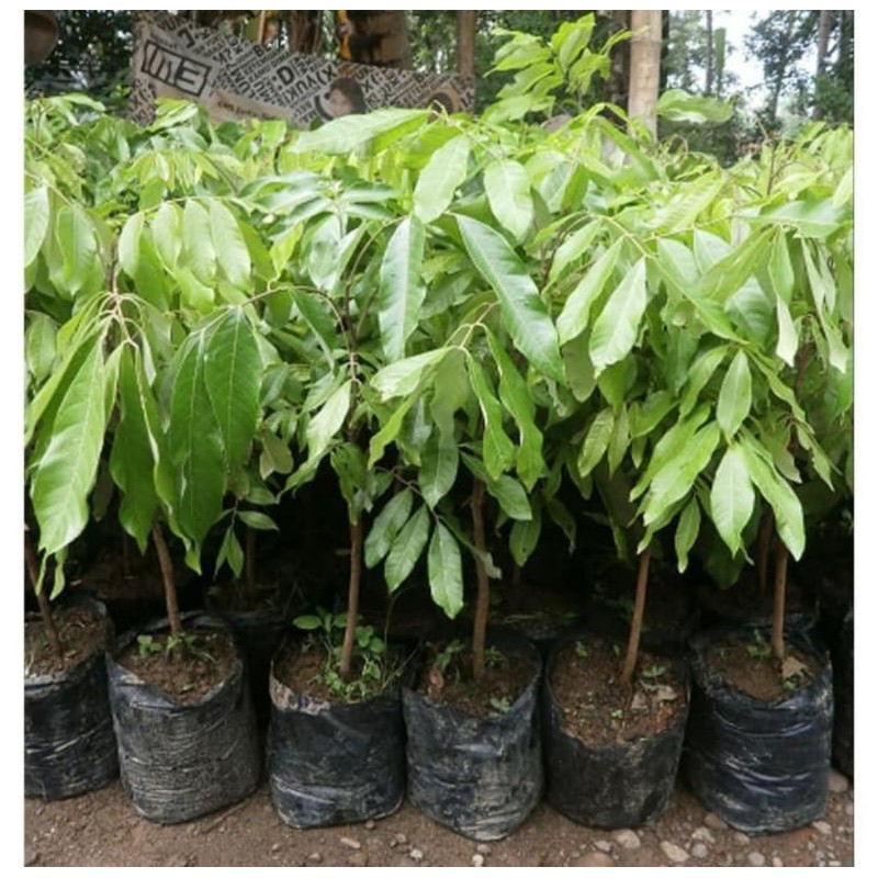 bibit kelengkeng new kristal | pohon kelengkeng new kristal