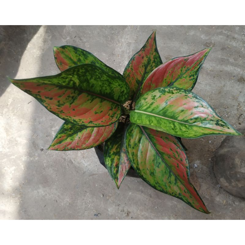 AGLONEMA HENGHENG batik merah(hengheng pelangi)
