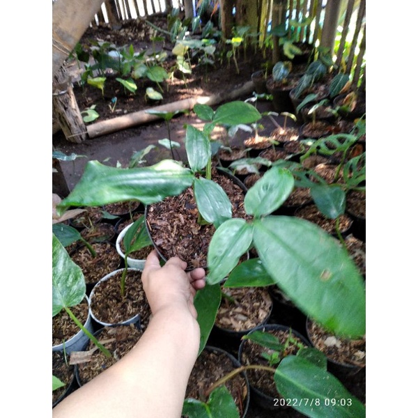 syngonium auritum (philo capung)