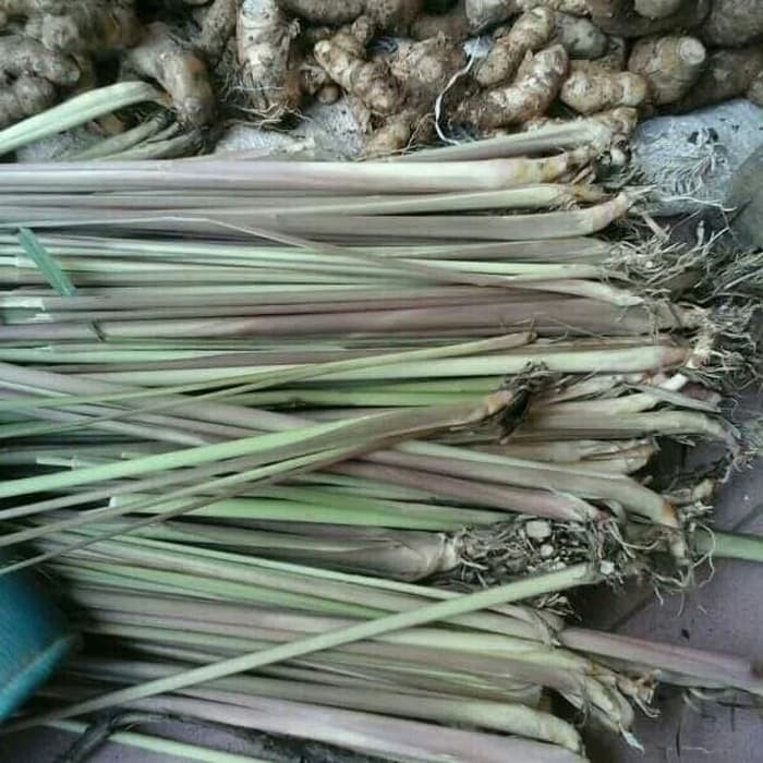 

sereh merah mentah 1 kg