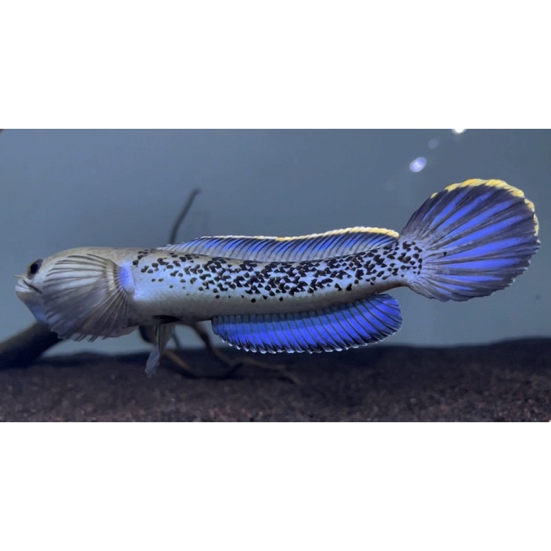 Baby stewartii grade A dot melimpah rim tebal size 8 9 10,