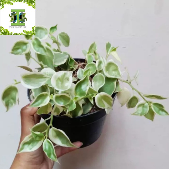 Tanaman hias Paperomia Terang bulan - Teplan terang bulan