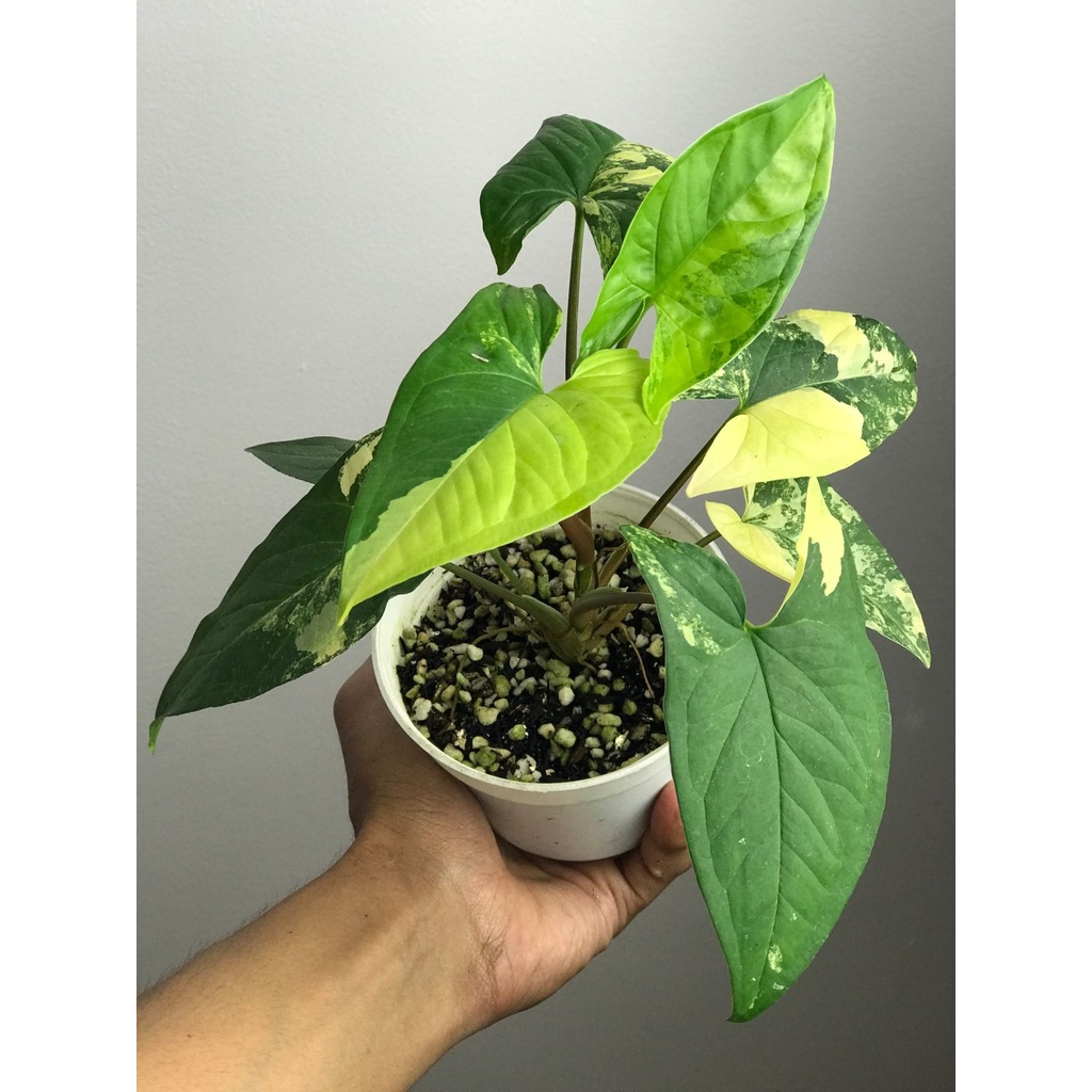 Syngonium Yellow Var Rimbun Menor