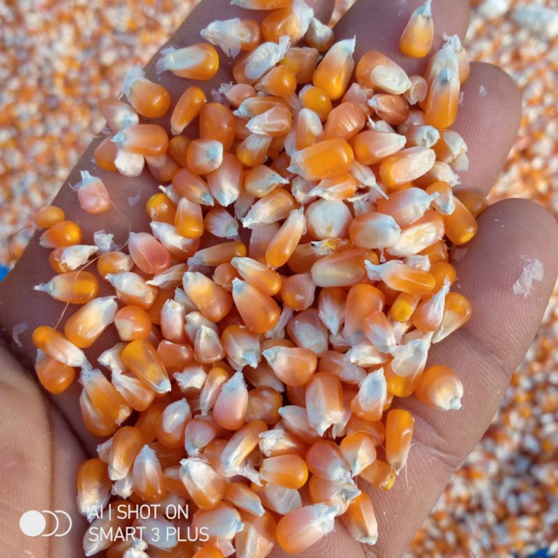 jagung kristal super/jagung ukuran sebiji mentimun