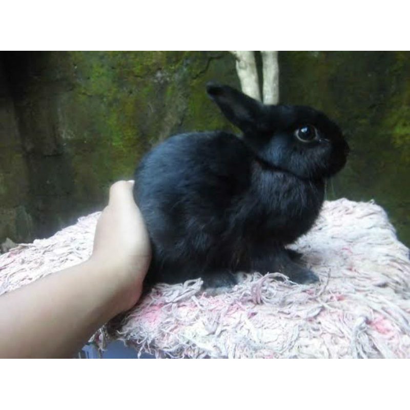 Kelinci imut Anggora lokal atau TOPENG