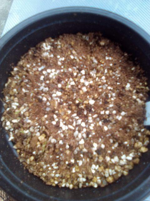 Portulaca Single Mix - Isi 150 Biji