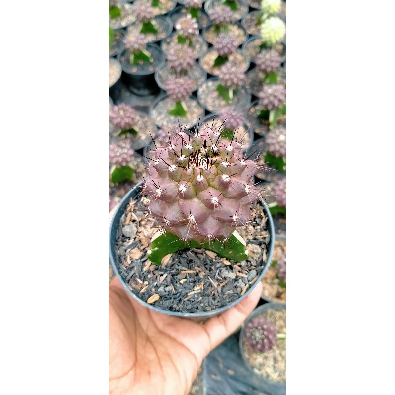 kaktus tanaman hias kapiopoa besar