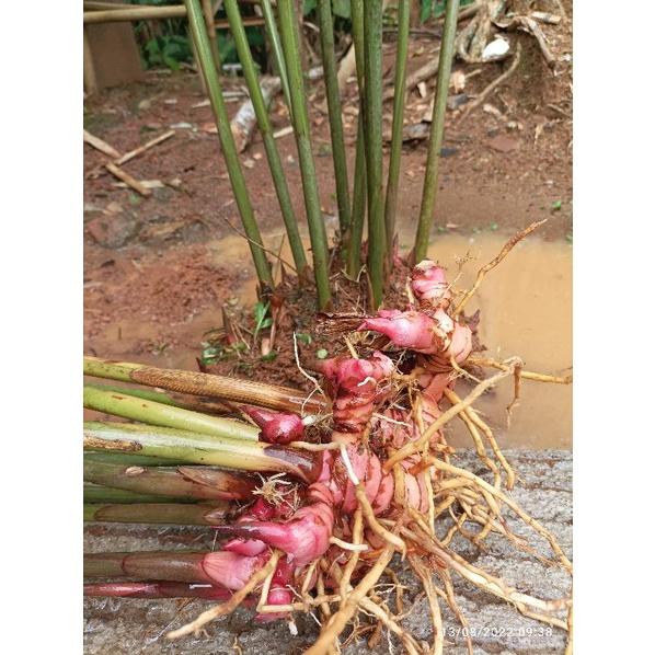 

Lengkuas merah segar