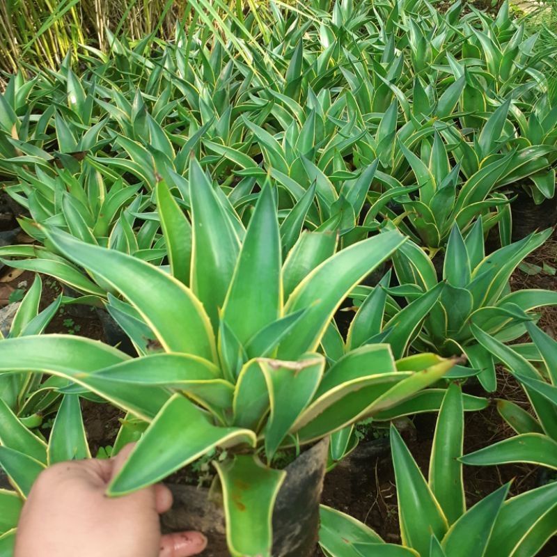 DIARY PETANI - Tanaman Hias Agave Hijau