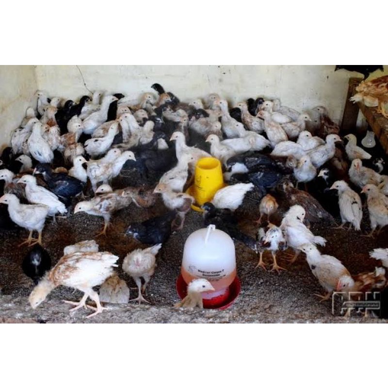 

TELUR AYAM JOPER UNTUK DI TETASKAN