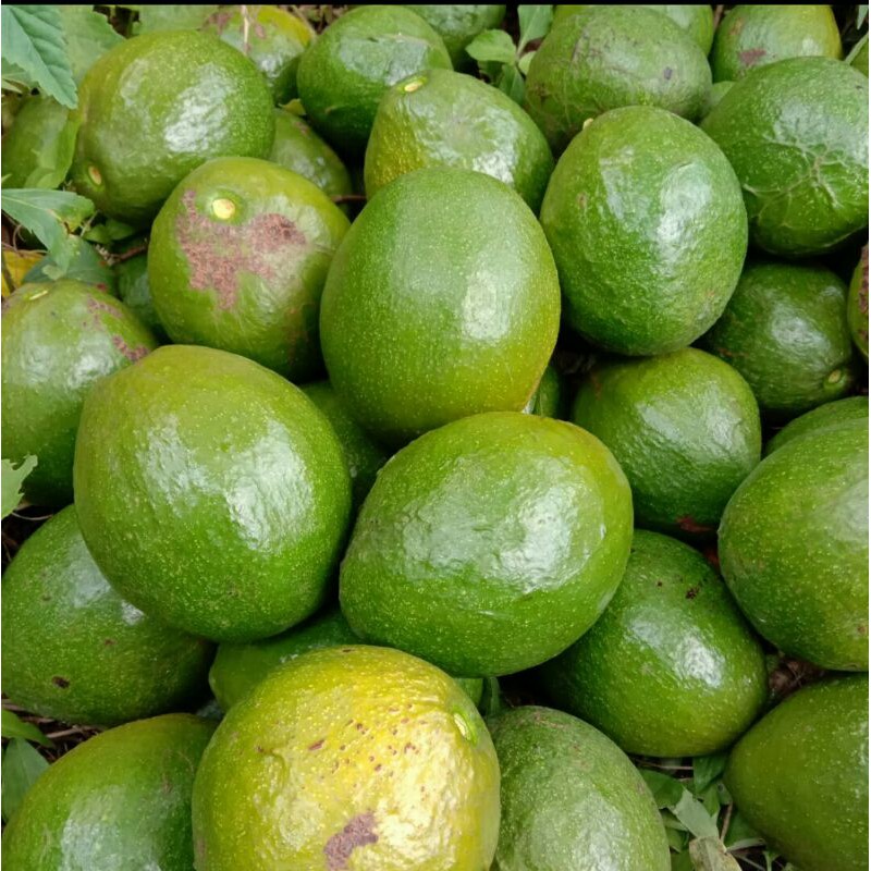 

Alpukat Mentega (500 gram)