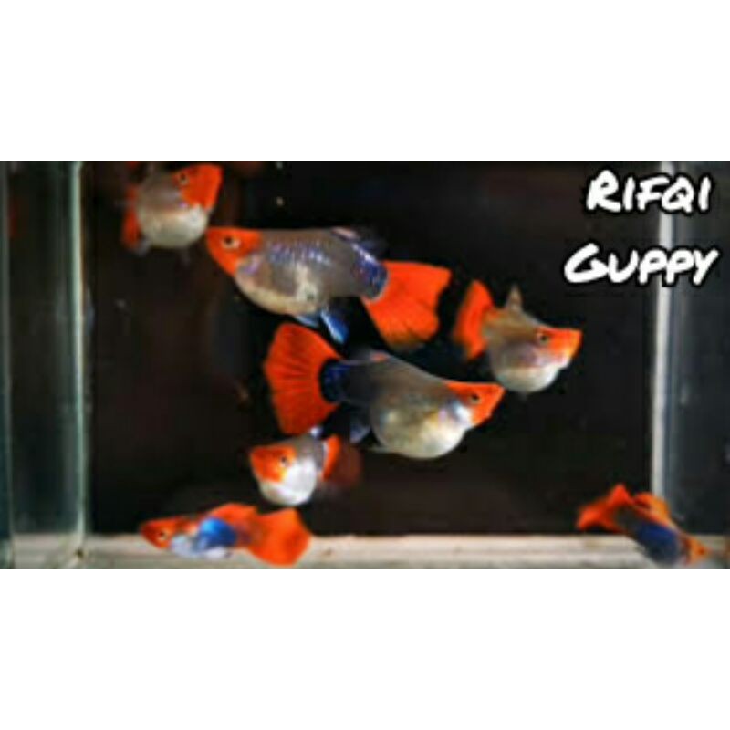 Ikan Guppy Tuxedo Koi Ikan Hias