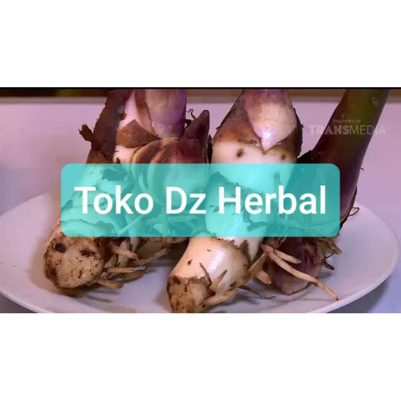 

Umbi Ganyong Merah Segar 1 kg fresh-az