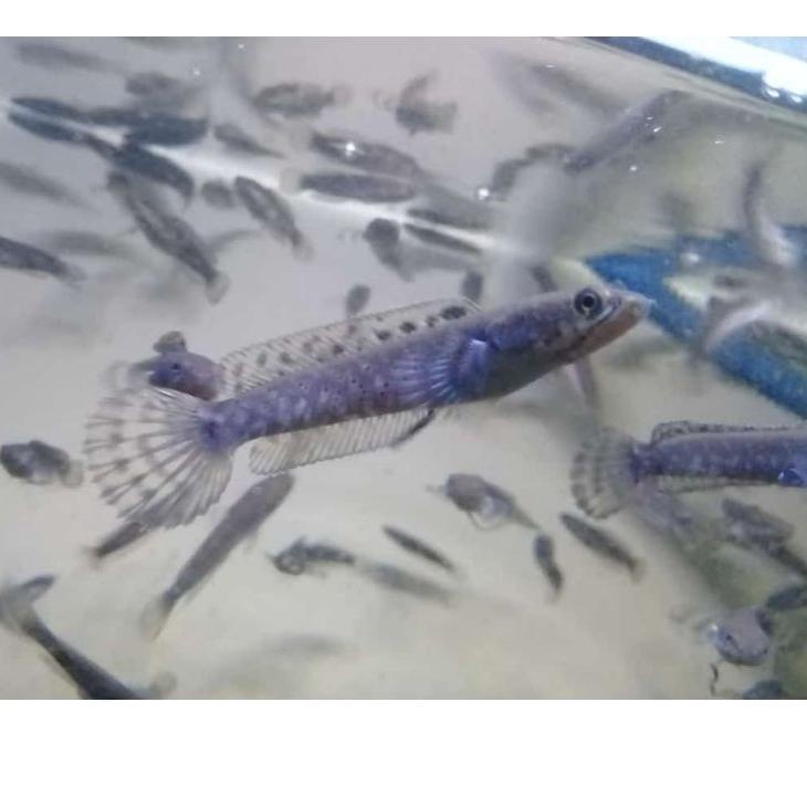 Barang Pilihan.. [COD] Channa BLUE PULCHRA GRADE A Bahan Spek Kontes SIZE 5-6-7-8 CM || Gondrong || 